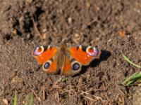 06 Amphibien, Kriechtiere und Insekten